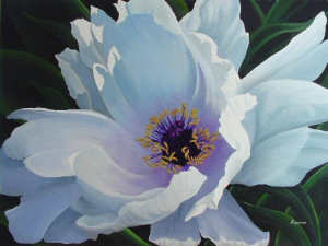 Blue Shadows - Tree Peony