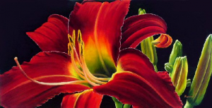 Daylily Delight
