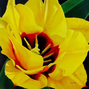 Golden Delight Tulip