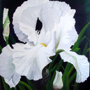 White Iris