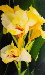 Yellow Canna Lilies