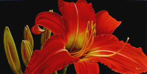Red Sunset (Daylily)