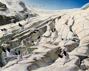 Arctic Migration