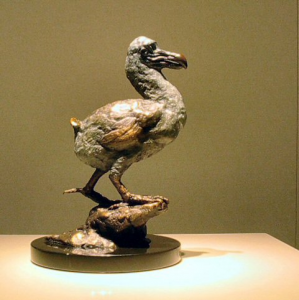 Dodo