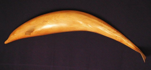 Northern Right Whale Dolphin