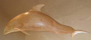 6' Pacific White-Sided Dolphin