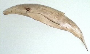 4'6 Humpback Whale