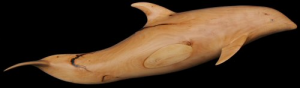 Pacific Whitesided Dolphin