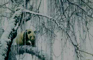 Winter Filigree - Giant Panda