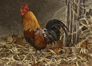 Red Jungle Fowl