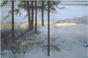 Edge of Night - Timber Wolves