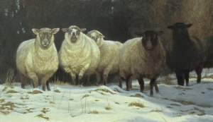 On Saltspring - Sheep