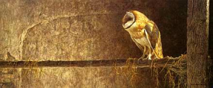 Catching the Light - Barn Owl