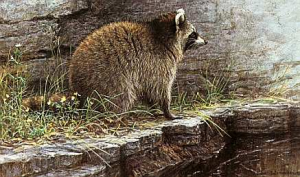 Distant Danger - Raccoon