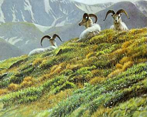 Mountain Meadow - Dall Sheep