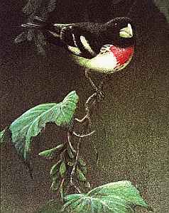 Rose Breasted Grosbeak