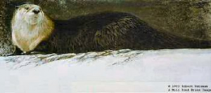 River Otter