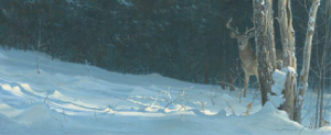 Whitetail In Winter
