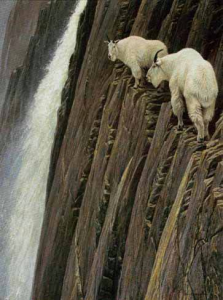 Sheer Drop - Moutain Goats