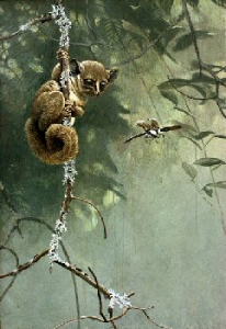 Bushbaby and Beetle