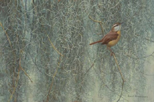 Song of the South - Carolina Wren