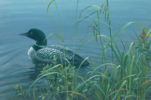 Shoreline - Common Loon