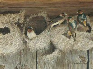 Under Construction - Cliff Swallows