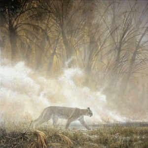 Smoke Screen - Cougar