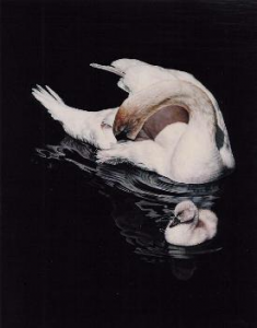 Loving Reflections - Mute Swans