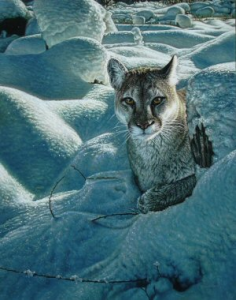 Quiet Morning - Cougar in the Snow