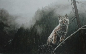 Thoughtful Pose - Bobcat