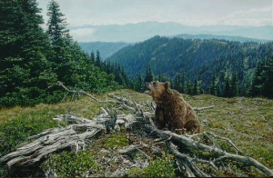 King of the Mountain - Grizzly - Framed