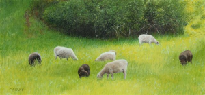 Island Sheep