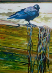Beach Bird