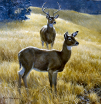 Buck Plus