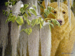 Sanctuary - Spirit Bear