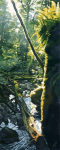 Stream in Shimmering Sun