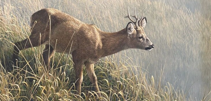 Morning Dew - Roe Deer
