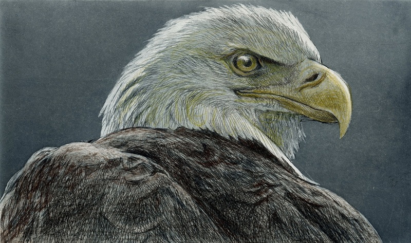 Robert Bateman Bald Eagle Head