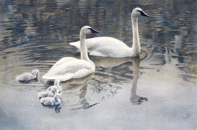 Robert Bateman Trumpeter Swan Family
