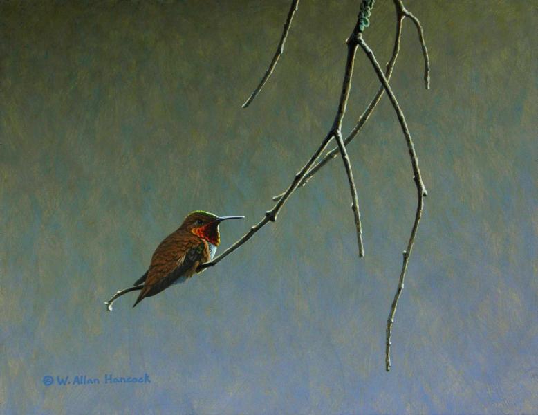 W. Allan Hancock Hangin' in There - Rufous Hummingbird