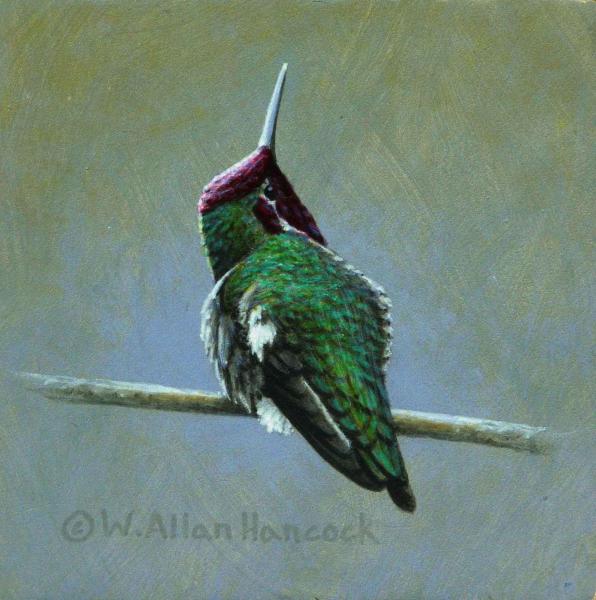 W. Allan Hancock Anna's Hummingbird Study III