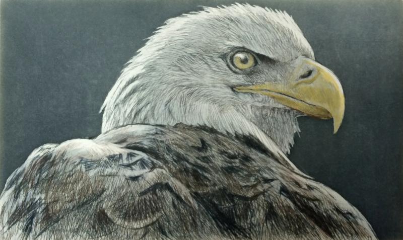 Robert Bateman Bald Eagle