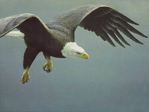 Robert Bateman Approach Bald Eagle