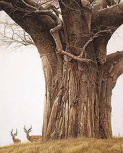 Robert Bateman Baobab Tree And Impala