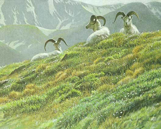Robert Bateman Mountain Meadow Dall Sheep