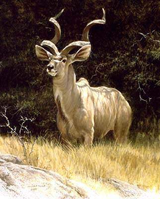 Robert Bateman Sappi Kudu