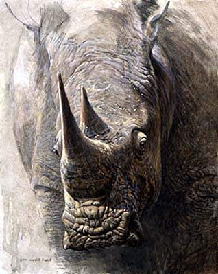 Robert Bateman Sappi White Rhinoceros