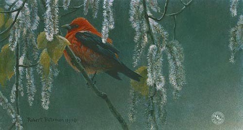 Robert Bateman Scarlet Tanager and Alder Blossoms