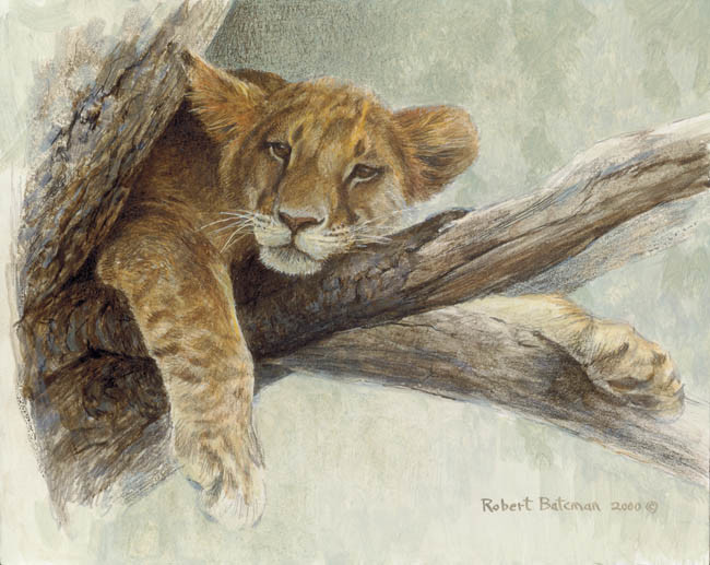 Robert Bateman Up A Tree â€“ Lion Cub
